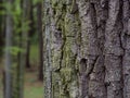 Oak trunk in decidous forest. Bark structure