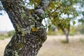 oak trunk of old tree with rough and wild texture.