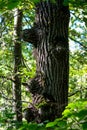 Oak trunk with outgrowths from branches