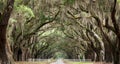 Oak Tunnel Royalty Free Stock Photo