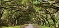 Oak Tunnel Royalty Free Stock Photo