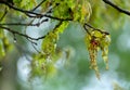 Oak twig with male flowers, catkins