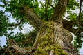 Oak view from bottom to top. A mighty old tree with moss on the bark and green leaves Royalty Free Stock Photo