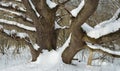 Oak in winter Royalty Free Stock Photo