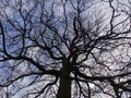 oak in winter Royalty Free Stock Photo