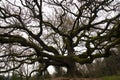 oak of the Witches ( Quercia delle Streghe ) in Montecarlo, province of Lucca, Italy , The Oak at 600 years old Royalty Free Stock Photo