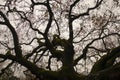 oak of the Witches ( Quercia delle Streghe ) in Montecarlo, province of Lucca, Italy , The Oak at 600 years old Royalty Free Stock Photo