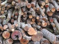 Oak wood logs firewood natural heat trees Royalty Free Stock Photo