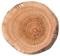 Oak wood texture. Tree slice with growth rings isolated on white background