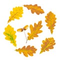 Oak yellow autumn leaves and acorns Royalty Free Stock Photo