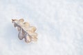 Oak yellow leaf in frost on snow background Royalty Free Stock Photo