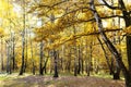Oak yellow leaves and birch grove at meadow Royalty Free Stock Photo