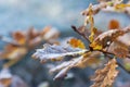 Oak yellow leaves in frost. The first frosts in late autumn