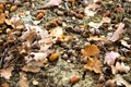 Oaken leaves and acorns. Close-up. Lying on the ground