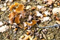 Oaken leaves and acorns. Close-up. Lying on the ground