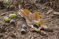 Oaken leaves and acorns. Close-up