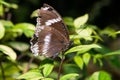 Oakleaf butterfly (Kamilla paralekta)