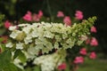 Oakleaf Hydrangea