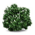 Oakleaf hydrangea bush isolated on white Royalty Free Stock Photo