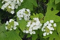 Oakleaf hydrangea, flowers and leaves