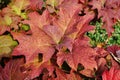 Oakleaf hydrangea (hortensia quercifolia) Royalty Free Stock Photo