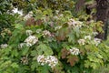 Oakleaf hydrangea or hydrangea quercifolia plant