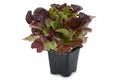 Oakleaf lettuce salad Royalty Free Stock Photo