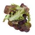Oakleaf lettuce salad Royalty Free Stock Photo