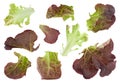 Oakleaf lettuce salad Royalty Free Stock Photo