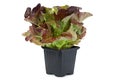 Oakleaf lettuce salad Royalty Free Stock Photo