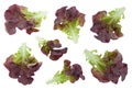 Oakleaf lettuce salad set Royalty Free Stock Photo