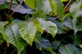 Leaves of the medicinal plant very poisonous poison sumac, Rhus toxicodendron, in summer, Bavaria, Germany