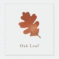 Oakleaf. Vector illustration decorative design