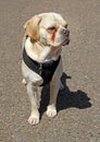 Oakley the puggle dog