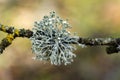 Oakmoss on the branches in garden