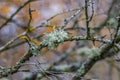 Oakmoss on the branches in garden Royalty Free Stock Photo