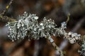 Oakmoss on the branches in garden Royalty Free Stock Photo