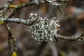 Oakmoss on the branches in garden Royalty Free Stock Photo