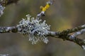 Oakmoss on the branches in garden