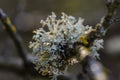 Oakmoss on the branches in garden