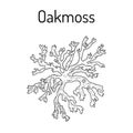 Oakmoss Evernia prunastri , medicinal plant. Royalty Free Stock Photo