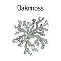 Oakmoss Evernia prunastri , medicinal plant Royalty Free Stock Photo