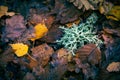 Oakmoss evernia prunastri from the Parmeliaceae family of lichens photographed on a bed of mixed birch, oak, beech and other