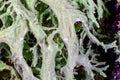 Oakmoss lichen macro
