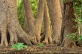 Oaks in charmed forest Royalty Free Stock Photo