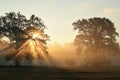 oaks on the field at dawn oaks on the field on a foggy september morning Royalty Free Stock Photo