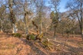 Oaks tree in a woodland with a fallen tree Royalty Free Stock Photo