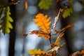 Oaks ywig in autumn forest