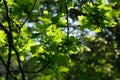 Oaktree brunches in daylight. Green oak leaves on a branch. The foliage of the trees against the blue sky. Spring oak Royalty Free Stock Photo