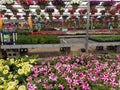 Colorful view across the greenhouse